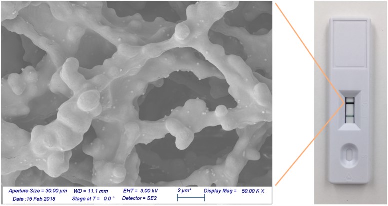 Gold nanoshells bound to a nitrocellulose membrane. Gold nanoshells bound to a nitrocellulose membrane.