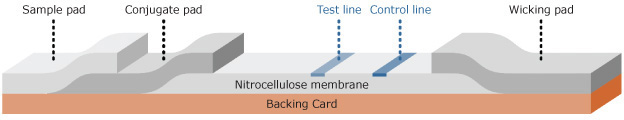Print Schematic of lateral flow test strip