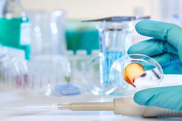 GMOs and Flavor Production A laboratory setting is depicted with a researcher wearing a light blue latex glove, carefully holding a transparent petri dish containing a small, sliced piece of fruit or vegetable with a reddish-orange outer skin and a pale yellow interior. The background is slightly blurred and filled with various lab equipment, including glass beakers and flasks filled with clear and blue liquids, plastic pipette tips, and a digital pipette lying on the white laboratory bench.
