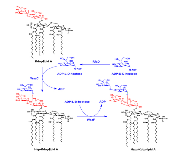 Kdo-Lipid-A-Degradation-Pathways Kdo-Lipid A Degradation Pathways.