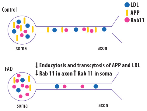 Schematic showing the results of analyzing gene-edited “Alzheimer’s neurons.” Schematic showing the results of analyzing gene-edited “Alzheimer’s neurons.”