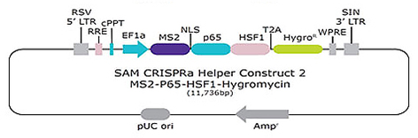 SAMCRISPRa Helper Construct 2 MS2-P65-HSF1-Hygromycin SAM CRISPRa Helper Construct 2 MS2-P65-HSF1-Hygromycin