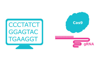 Design gRNA Design gRNA, choose Cas nuclease and select transfection method.