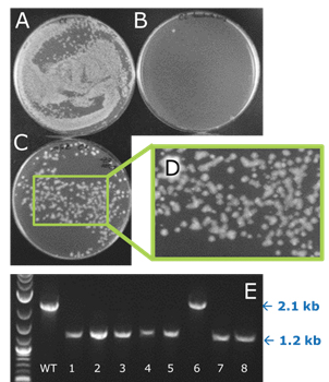 fuzzy-colony-d Deletion in one of four novel W3110 E. coli strains engineered yields “fuzzy” colony phenotype characteristic of deletions at this locus (left).