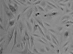 Sanger gRNA Application Data - Cells Infected with virus Cell growth after puromycin selection for four days - Infected with Virus