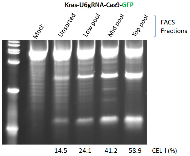 Enrichment of CRISPR/Cas-induced CEL-I activity in human K562 cells via FACS using a single Cas9-GFP vector targeted to the human KRAS locus. Enrichment of CRISPR/Cas-induced CEL-I activity in human K562 cells via FACS using a single Cas9-GFP vector targeted to the human KRAS locus.