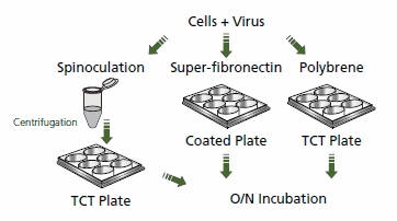 A diagram depicting the process of viral transduction in cells using spinoculation and different plate coatings. The sequence starts with "Cells + Virus," followed by spinoculation and centrifugation into a TCT plate. Subsequently, the cells are transferred to plates treated with either super-fibronectin or polybrene, leading to overnight incubation. Each step is represented by simple graphics and arrows indicating the flow of the process. A diagram depicting the process of viral transduction in cells using spinoculation and different plate coatings. The sequence starts with "Cells + Virus," followed by spinoculation and centrifugation into a TCT plate. Subsequently, the cells are transferred to plates treated with either super-fibronectin or polybrene, leading to overnight incubation. Each step is represented by simple graphics and arrows indicating the flow of the process.
