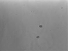 Sanger gRNA Application Data - Non Infected Cells Cell growth after puromycin selection for four days