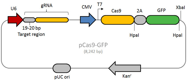 Plasmid Map and Features Plasmid Map and Features