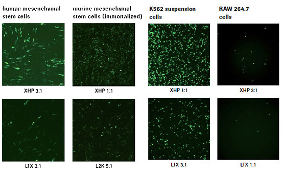 X-tremeGENE™ Transfection Reagents General Recommendations X-tremeGENE™ HP DNA Transfection Reagent outperforms competitor reagents in difficult-to-transfect cell types.