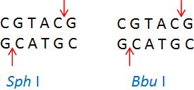 Sph I (CGTAC/G)和Bbu I (CGTAC/G) Sph I (CGTAC/G)和Bbu I (CGTAC/G)