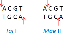 Tai I (ACGT/) 和 Mae II (A/CGT) Tai I (ACGT/) 和 Mae II (A/CGT)