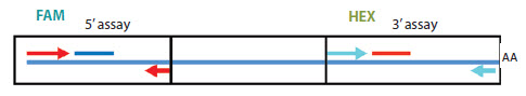 Diagram to represent the 3’/5’ integrity assay Diagram to represent the 3’/5’ integrity assay