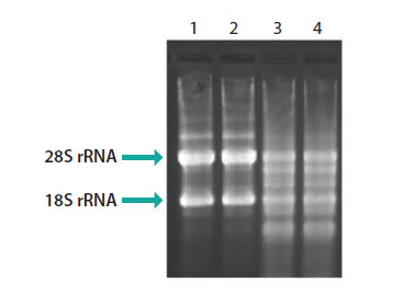 Evaluation of RNA integrity by agarose gel analysis Evaluation of RNA integrity by agarose gel analysis