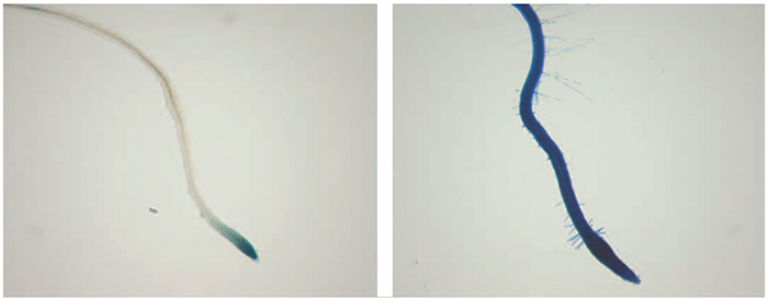Histochemical staining of roots from control (left) and NAA-induced (right) DR5::GUS seedlings. Histochemical staining of roots from control (left) and NAA-induced (right) DR5::GUS seedlings.