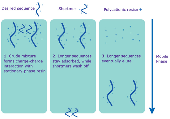 ie-hplc Separation via IE-HPLC. IE-HPLC purification occurs without the 5’-DMT on the sequence.