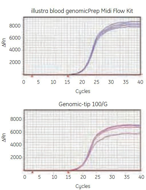 Real-time PCR amplification from genomic DNA extracted from 5 mL human whole blood Real-time PCR amplification from genomic DNA extracted from 5 mL human whole blood
