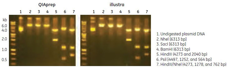 Restriction enzyme digestion of plasmid DNA samples Restriction enzyme digestion of plasmid DNA samples