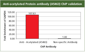 anti-acetylated-proteins anti-acetylated-proteins