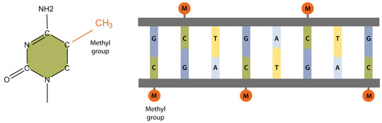 DNA methylation DNA methylation