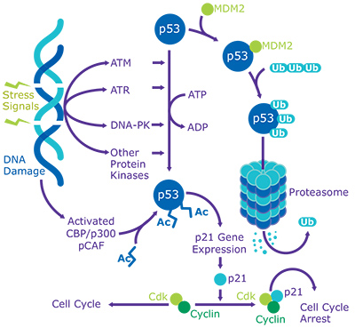 Print p53: DNA Damage Response and Cancer