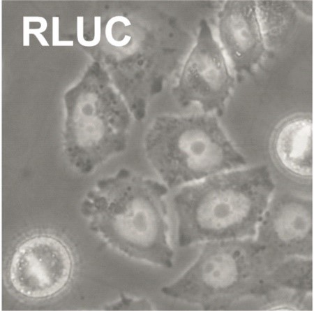 RLUC RLUC