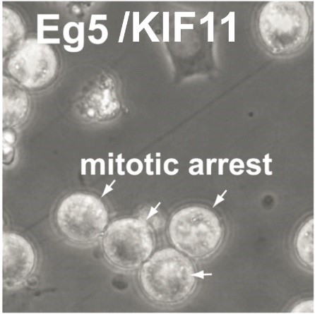 mitotic arrest mitotic arrest