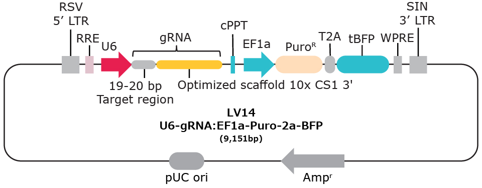 LV14 10x single cell compatible gRNA vector with capture sequence