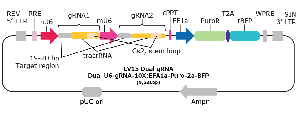 LV15 Dual gRNA 10x genomics compatible vectors.