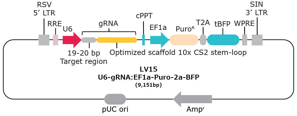 LV15 10x single cell compatible gRNA vector with capture sequence