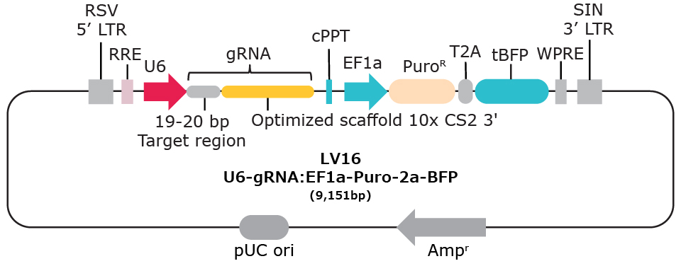 LV16 10x single cell compatible gRNA vector with capture sequence