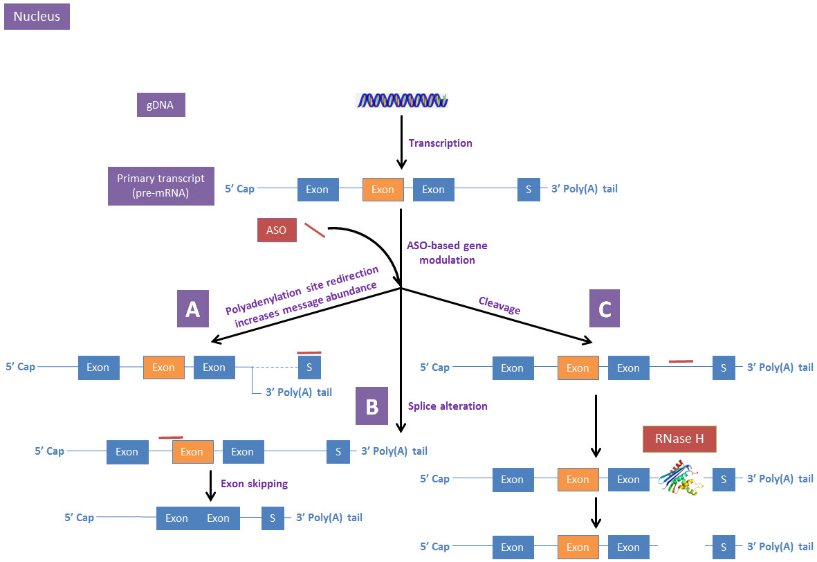 ASO-based gene modulation mechanisms in the nucleus ASO-based gene modulation mechanisms in the nucleus