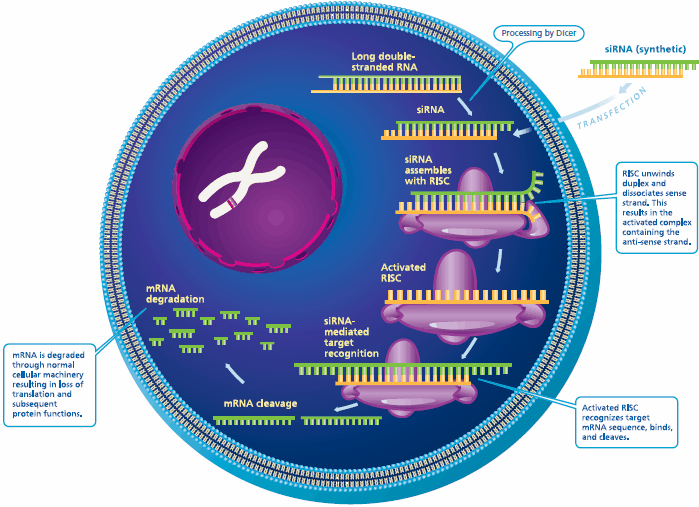 Biological mechanism of RNAi. Biological mechanism of RNAi.