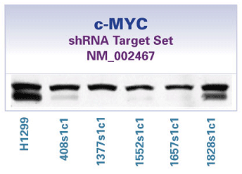 c-MYC shRNA目标组集 c-MYC shRNA目标组集