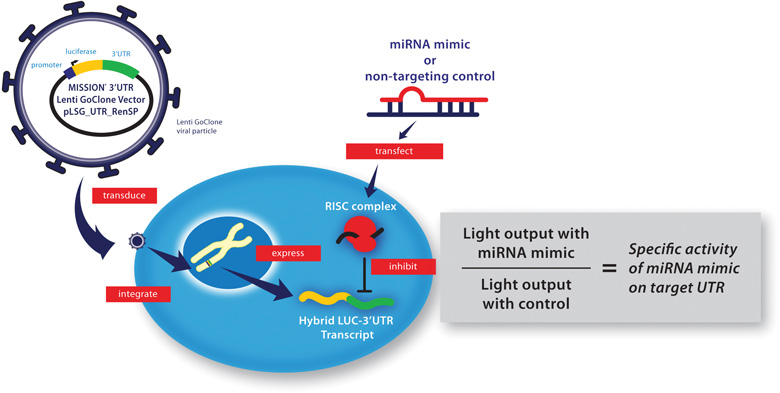 Lenti GoClone miRNA Target Validation Workflow