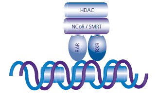 The apo-RAR:RXR heterodimer recruits NCoR, SMRT, and other corepressors that have histone deactylase (HDAC) activity. Deacetylated histones increase the condensation of chromatin and inhibit transcription. The apo-RAR:RXR heterodimer recruits NCoR, SMRT, and other corepressors that have histone deactylase (HDAC) activity. Deacetylated histones increase the condensation of chromatin and inhibit transcription.