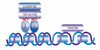 Once a retinoid (indicated as red ovals) attaches to the ligand binding site, the RAR:RXR complex recruits SRC and p160 proteins and other coactivators with histone acetyltransferase (HAT) activity. Chromatin remodeling proteins, including SWI/SNF, are recruited to the promotor region to create access for the transcription machinery. Once a retinoid (indicated as red ovals) attaches to the ligand binding site, the RAR:RXR complex recruits SRC and p160 proteins and other coactivators with histone acetyltransferase (HAT) activity. Chromatin remodeling proteins, including SWI/SNF, are recruited to the promotor region to create access for the transcription machinery.
