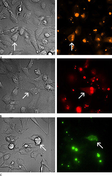 Microscopic images of treatment cell Microscopic images of treatment cells.