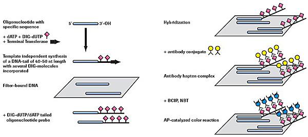 nonradioactive-oligonucleotide Nonradioactive oligonucleotide tailing and detection