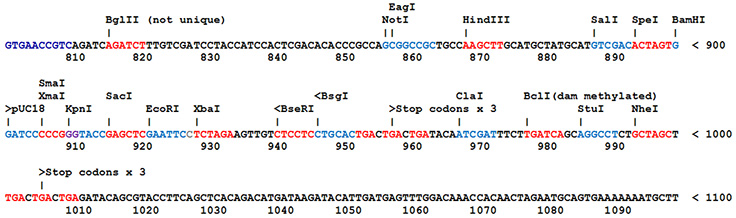 What is a DNA Component? Most SnapFast plasmids