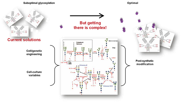 Biosimilar development flowchart Poor glycosylation compromises the safety, pharmacokinetics and activity of biologic drugs.