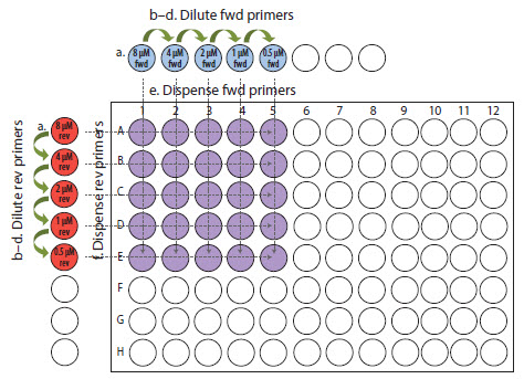 b–d-dilute-fwd-primers.jpg Primer optimization example