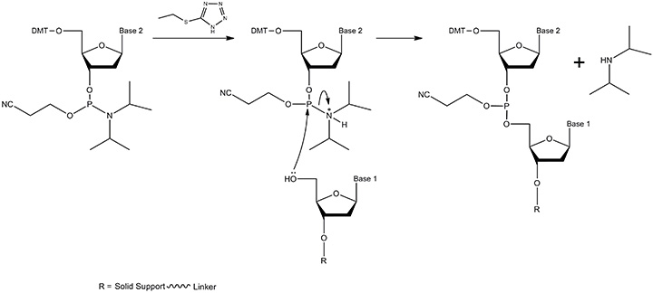A diagram depicting a chemical reaction sequence with three steps, involving the addition of a reagent to a reactant with solid support and linker. The process shows the formation of a new compound and the release of a byproduct, with key components labeled as "Base 1," "Base 2," and "R." A diagram depicting a chemical reaction sequence with three steps, involving the addition of a reagent to a reactant with solid support and linker. The process shows the formation of a new compound and the release of a byproduct, with key components labeled as "Base 1," "Base 2," and "R."