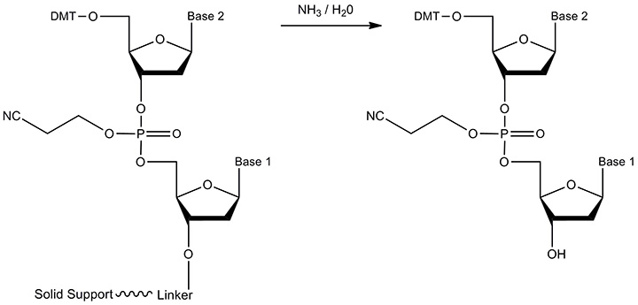 A diagram illustrating a chemical reaction involving two reactants with solid support and linker. The process shows the addition of ammonia and water, resulting in the transformation of the reactants into new compounds, with key components labeled as "Base 1," "Base 2," and "DMT." A diagram illustrating a chemical reaction involving two reactants with solid support and linker. The process shows the addition of ammonia and water, resulting in the transformation of the reactants into new compounds, with key components labeled as "Base 1," "Base 2," and "DMT."