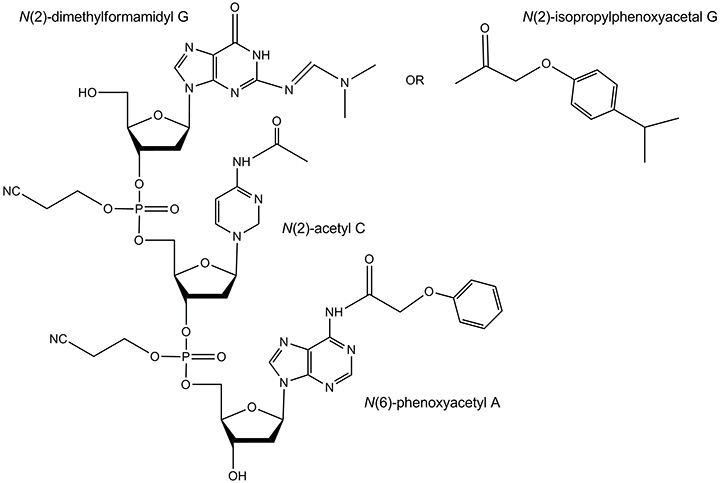 A diagram displaying three reactants labeled N(2)-dimethylformamidyl G, N(2)-acetyl C, and N(6)-phenoxyacetyl A, along with an alternative structure N(2)-isopropylphenoxyacetal G. The diagram features solid support and linker, illustrating the chemical structures and functional groups associated with each compound. A diagram displaying three reactants labeled N(2)-dimethylformamidyl G, N(2)-acetyl C, and N(6)-phenoxyacetyl A, along with an alternative structure N(2)-isopropylphenoxyacetal G. The diagram features solid support and linker, illustrating the chemical structures and functional groups associated with each compound.