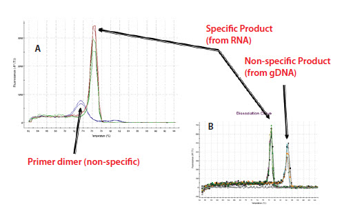 example-of-a-melt-curve-analysis Example of a melt curve analysis