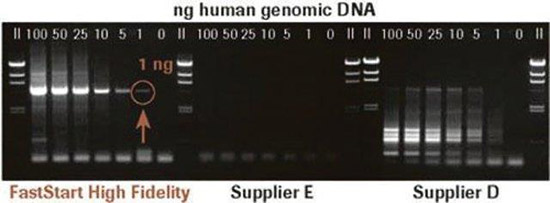 faststart FastStart™ High Fidelity PCR System Amplification of Human Genomic DNA