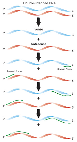 Diagram of the individual reaction processes in a typical PCR. Diagram of the individual reaction processes in a typical PCR.