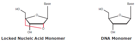 Locked Nucleic Acid and native-state DNA monomers Locked Nucleic Acid and native-state DNA monomers