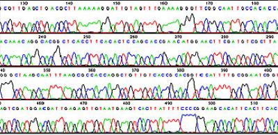 DNA sequencing chromatogram A DNA sequencing trace showing peaks for each base in the sequence. The height of each peak indicates the signal strength with higher peaks meaning increased confidence in the base call.